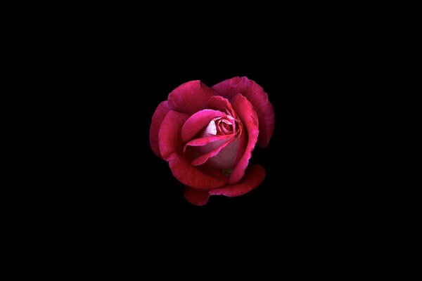 Foto de una rosa roja sobre un fondo negro