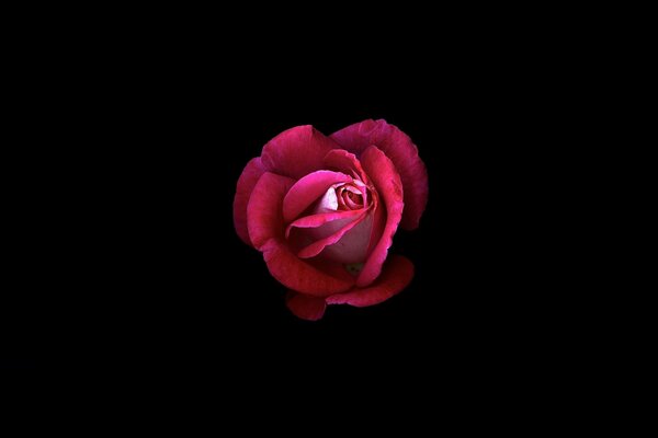 Zdjęcie czerwonej róży na czarnym tle