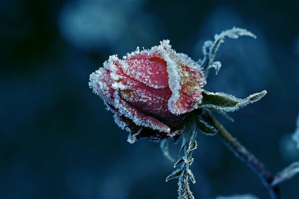 The bud of a red rose is covered with frost