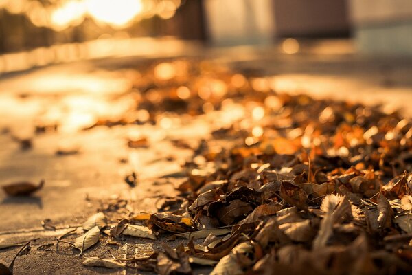 Feuilles sèches tombées sur le trottoir