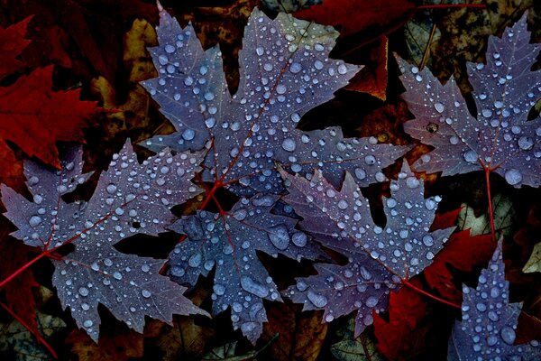 Dark maple leaves with dew drops