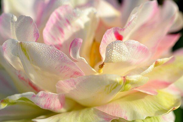 Macro pétalos de Magnolia con gotas de rocío