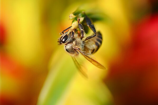 Una abeja en una flor de cerca