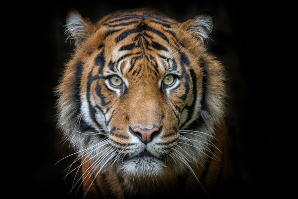 Хищный умный взгляд тигра