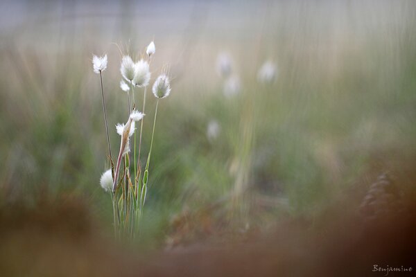 A blurry picture of an ear in the grass