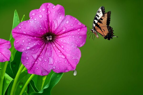 Dew drops on a flower. Lilac flower. Butterfly