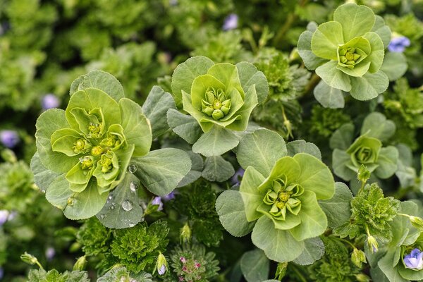 Gros plan de la floraison en gouttelettes de rosée