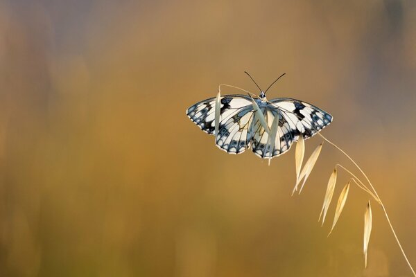 Schmetterling am gelben Stiel im Feld