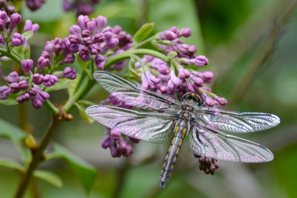 La libellula si sedette sul ramo di Sereny