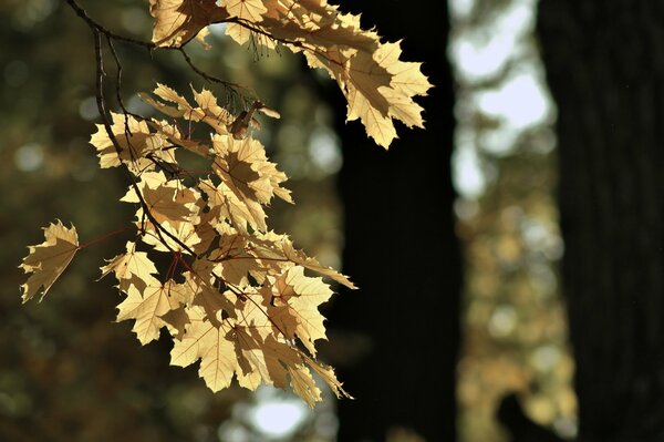 Yellow maple leaves on a branch