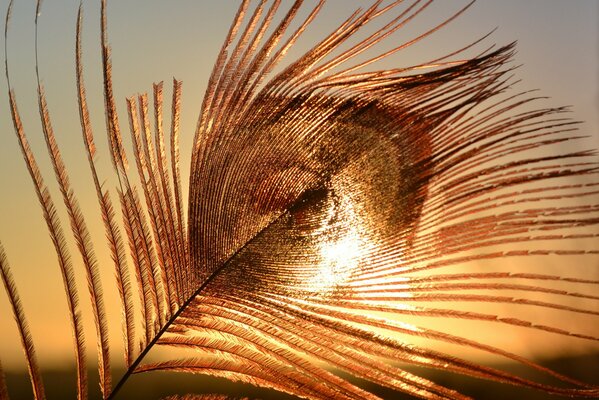 A golden feather on the background of the sunset sky