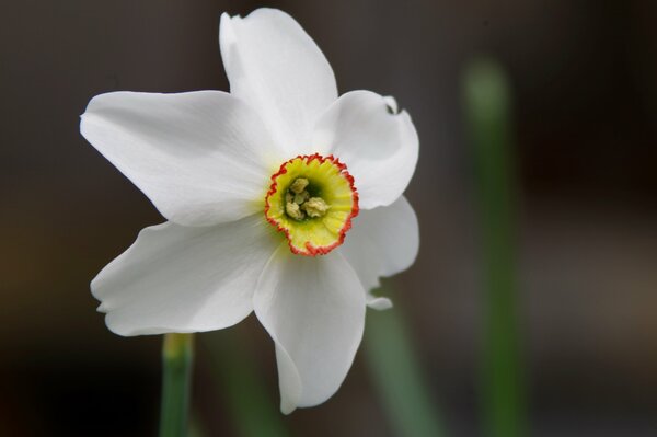 Macro photography of a white narcissus with a bright border