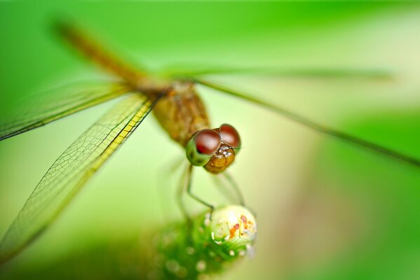 Libellula allarga le ali sulla pianta