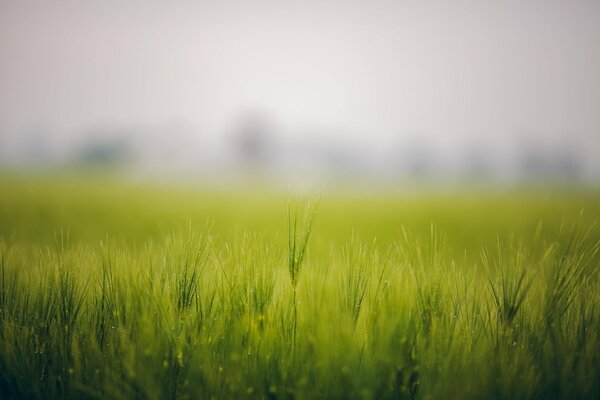 Campo verde di erbe nella nebbia