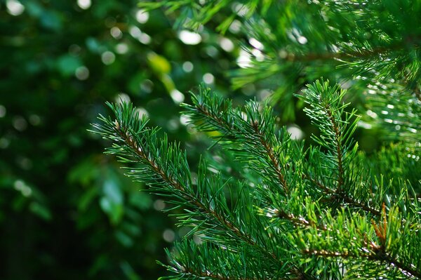 Green needles of a tree in the rays of light