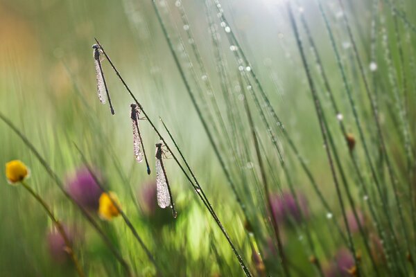 Three dragonflies sit on a wet sedge on a rainy summer day