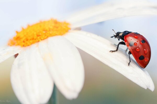 Ladybug on chamomile with dew drops