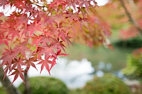 Brindille avec des feuilles d érable