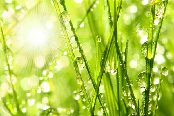 Minimalistic photo of dew drops in the grass, against the background of the sun s rays