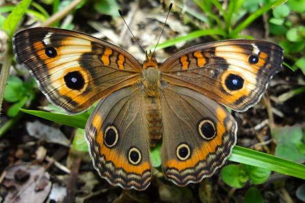 Ein Schmetterling, der auf einem Grashalm sitzt