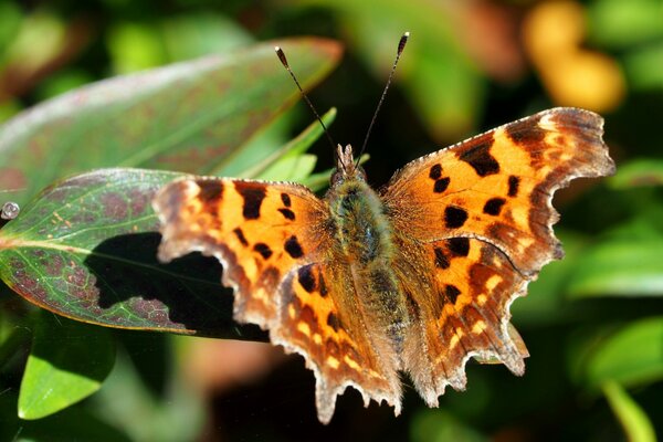 Der Schmetterling hat seine Flügel auf einem Blatt ausgebreitet