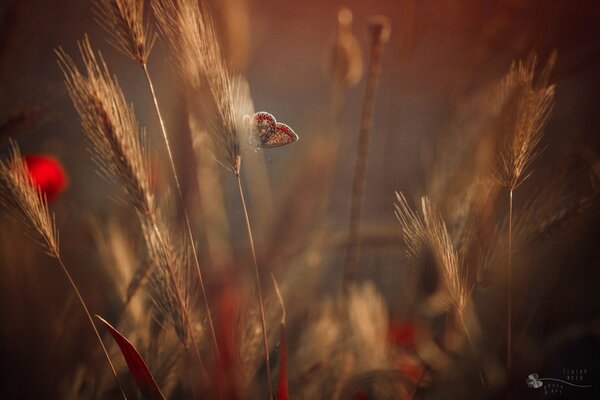 A butterfly sitting on ears of wheat