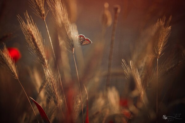 Farfalla seduta sulle spighe di grano