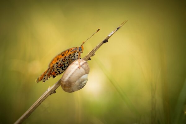 Caracol y mariposa en la hierba seca