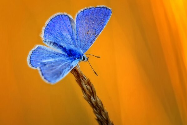 A spikelet with a blue butterfly on a yellow background