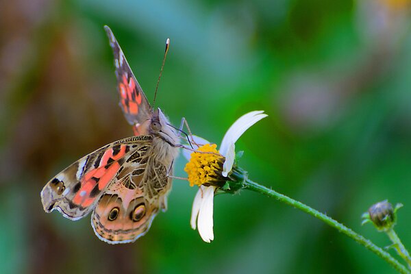 Hermosa mariposa en cuclillas en una flor