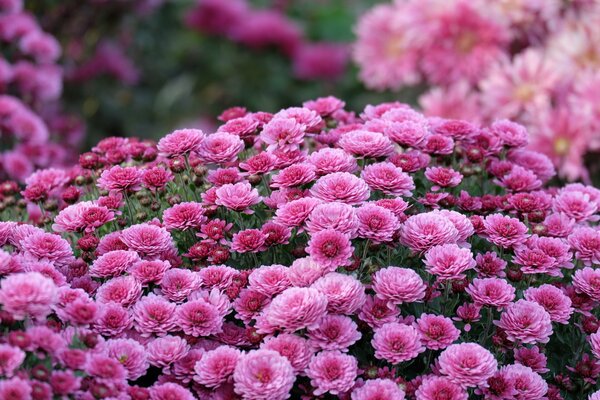 Im Herbst im Garten schöne lila Chrysanthemen