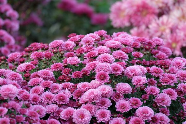 In autumn there are beautiful lilac chrysanthemums in the garden