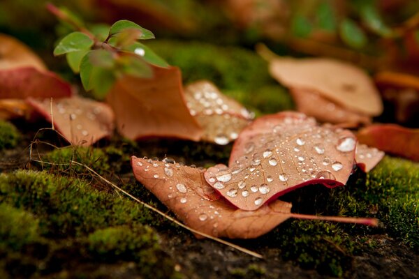 Dew on autumn leaves in the grass