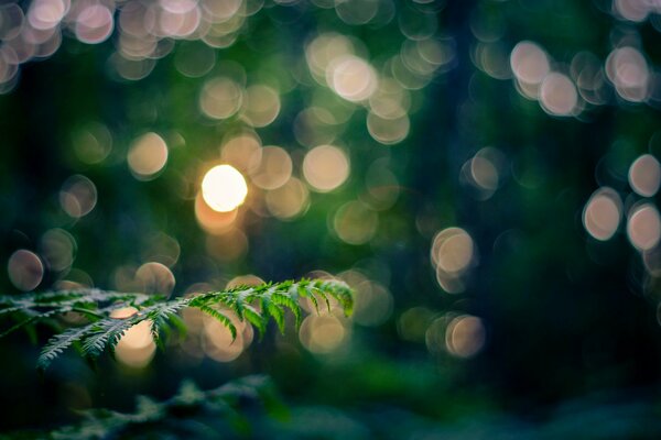 Green twig on the background of lights in macro