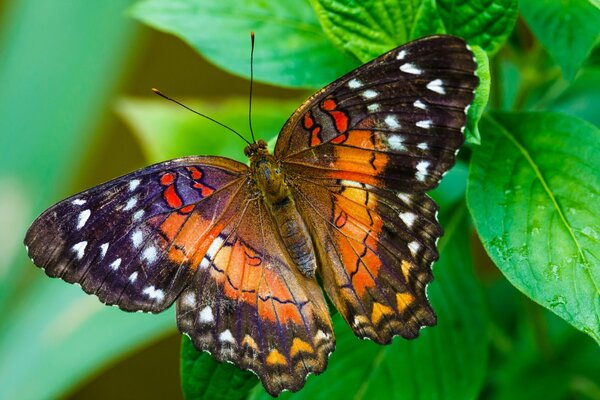 Farfalla luminosa su una foglia