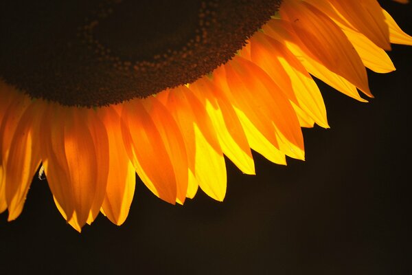 Sunflower petals on a dark background. Sunflower