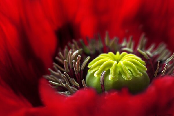 Macro del nucleo verde del papavero rosso