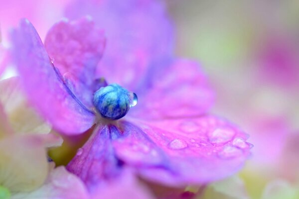 Delicate lilac hydrangea flower