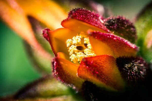 Pistil of a red-orange flower in macro