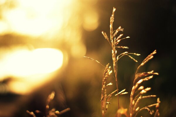 A stalk of grass is illuminated by a sunbeam