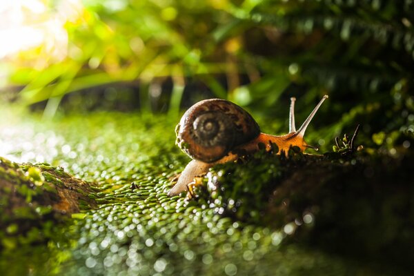 Snail crawling on wet grass