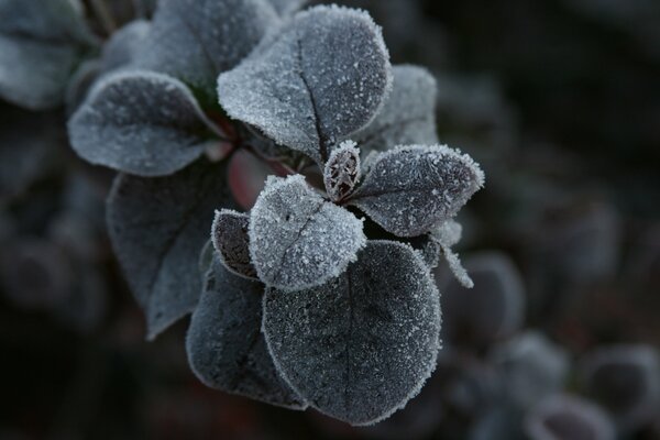 Soft ivy gray leaves