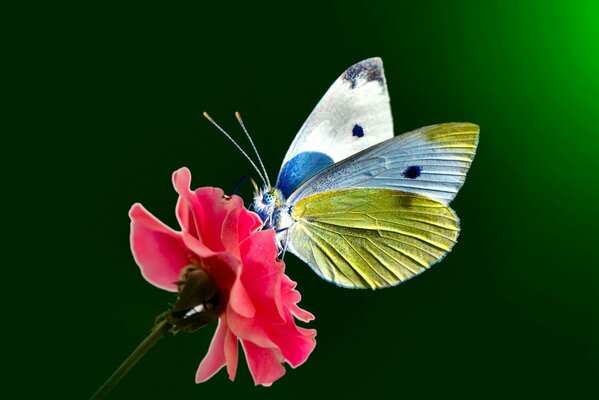 A butterfly sits on a pink flower