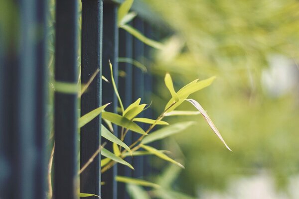Kiełki zieleni przedostają się przez metalowe ogrodzenie