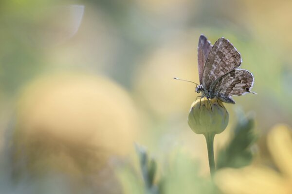 Ein Schmetterling setzte sich auf eine Knospe, umgeben von Blumen