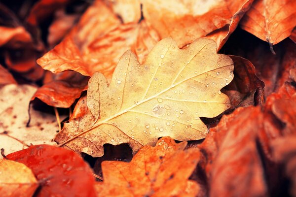 Fogliame di quercia autunnale multicolore