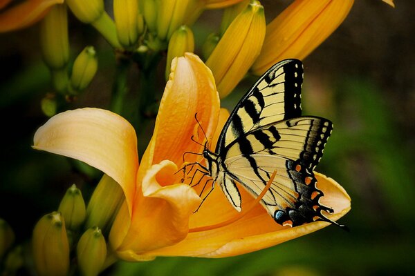 A yellow-black butterfly pollinates a lily flower