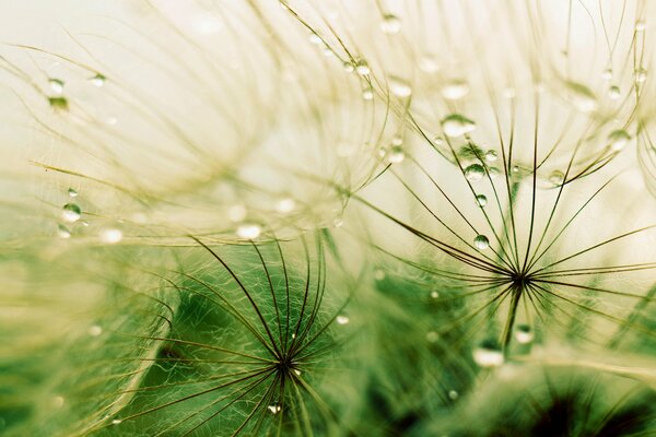 Macro painting with the image of droplets on fluff