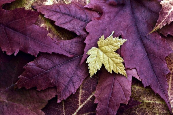 Makroaufnahme von gefallenen Ahornblättern im Herbst