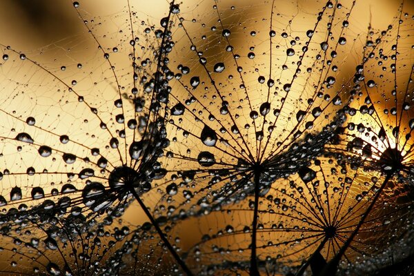 Dandelion dew drops at sunset